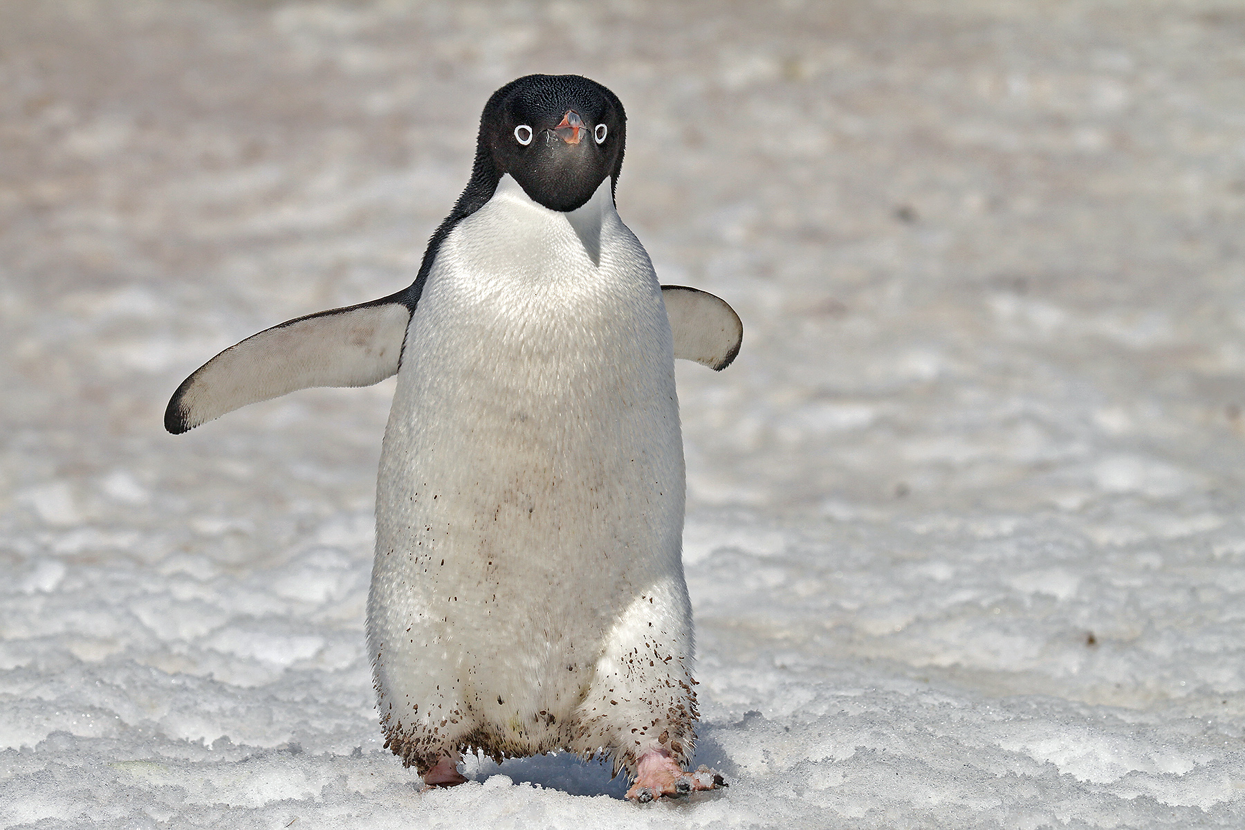 Emperor Penguin Tours Antarctica Weddell Sea Birdquest