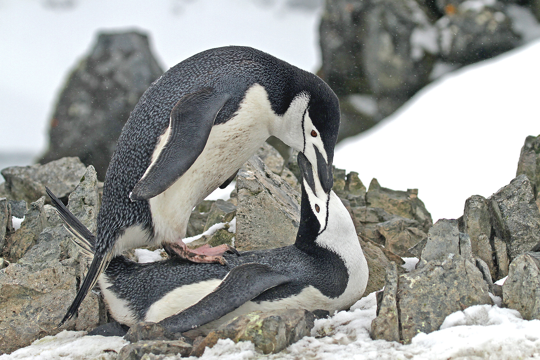 Emperor Penguin Tours Antarctica Weddell Sea Birdquest