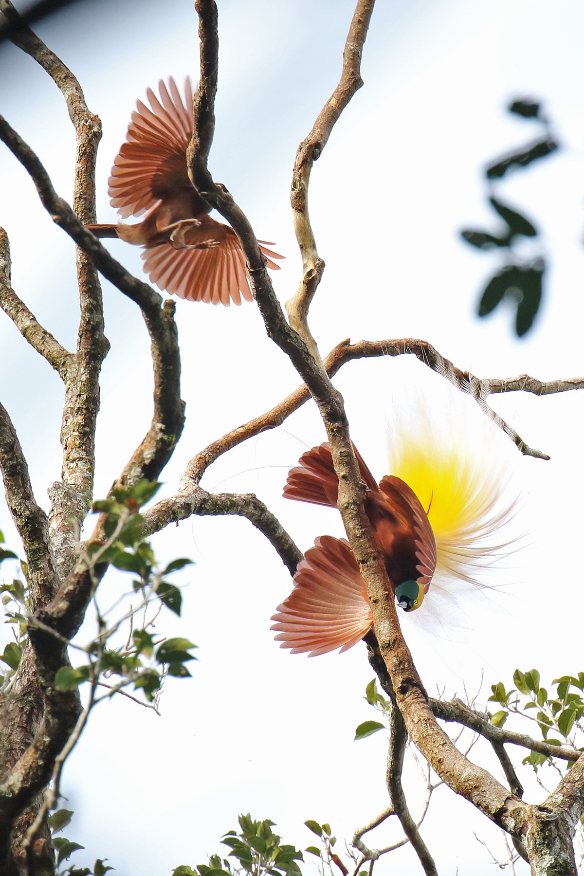 Papua New Guinea Birding Tours Birdwatching Tours Birdquest