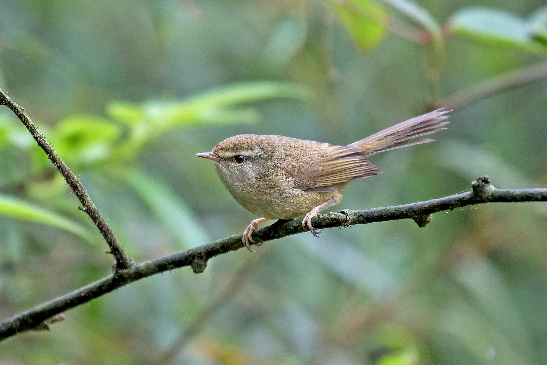 China Birding Tours China Birdwatching Tours Birdquest