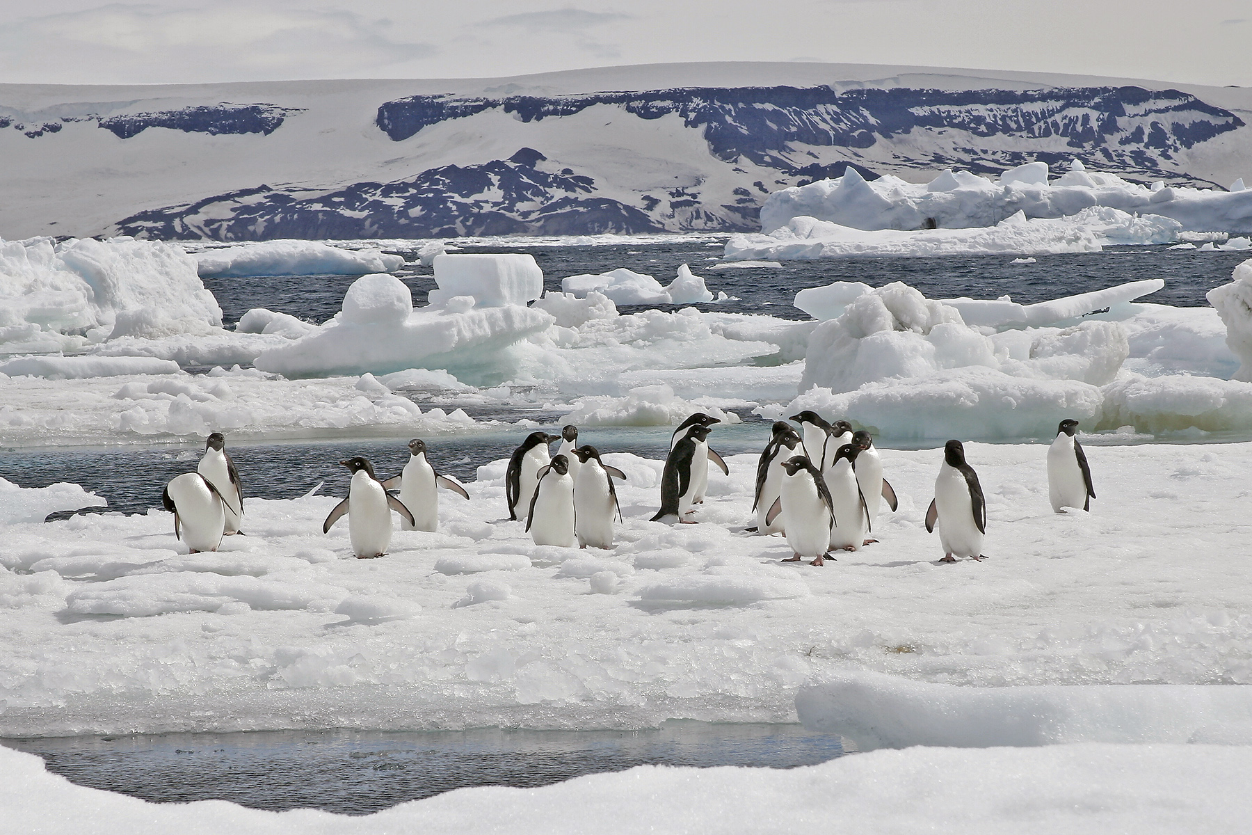 Emperor Penguin Tours Antarctica Weddell Sea Birdquest