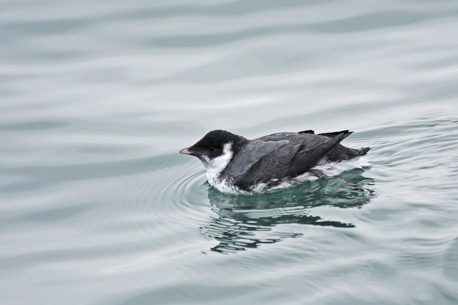 Japan Winter Birding Tours - Japan Birdwatching - Birdquest