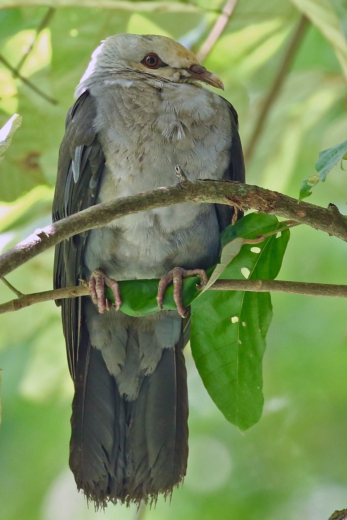 South India Birding Tours Andamans Birdwatching Tours Birdquest 7408