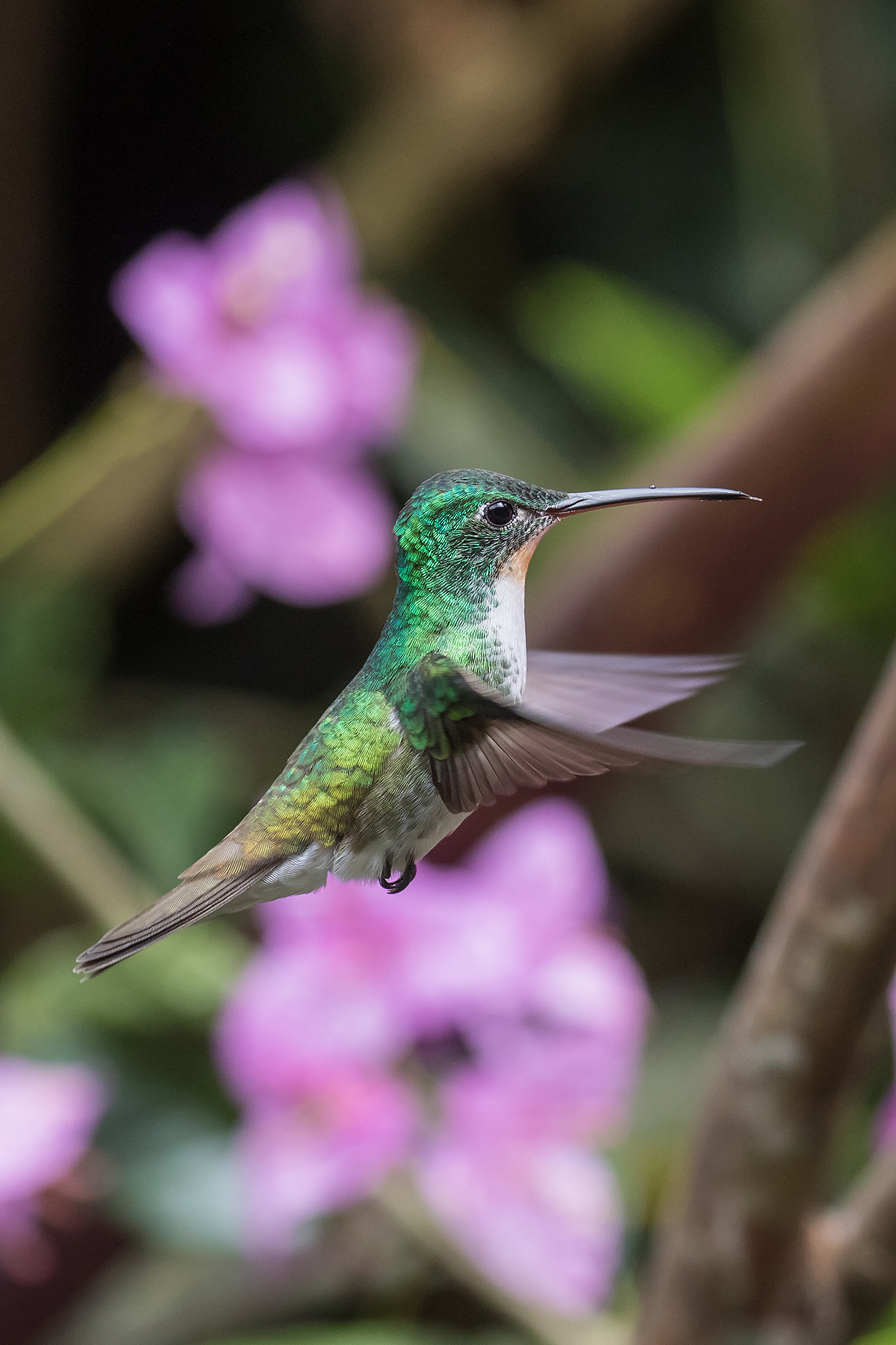 Andean Emerald (image by Pete Morris)