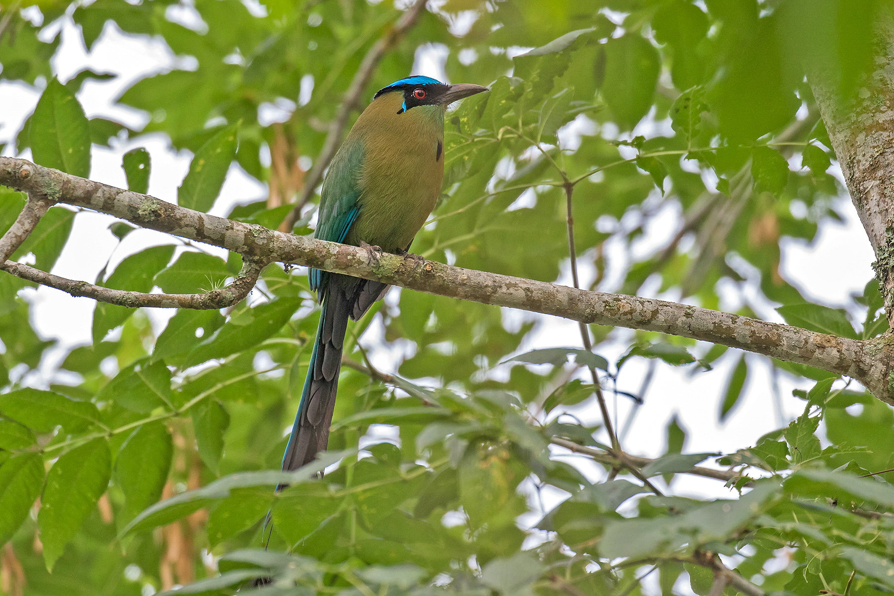 Colombia Birding Tours - Endemics & Specialities - Birdquest