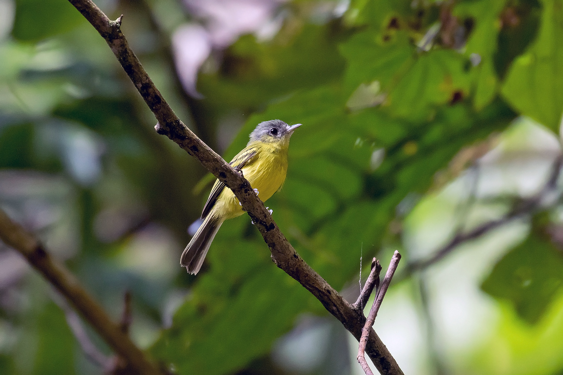 Colombia Birding Tours - Endemics & Specialities - Birdquest