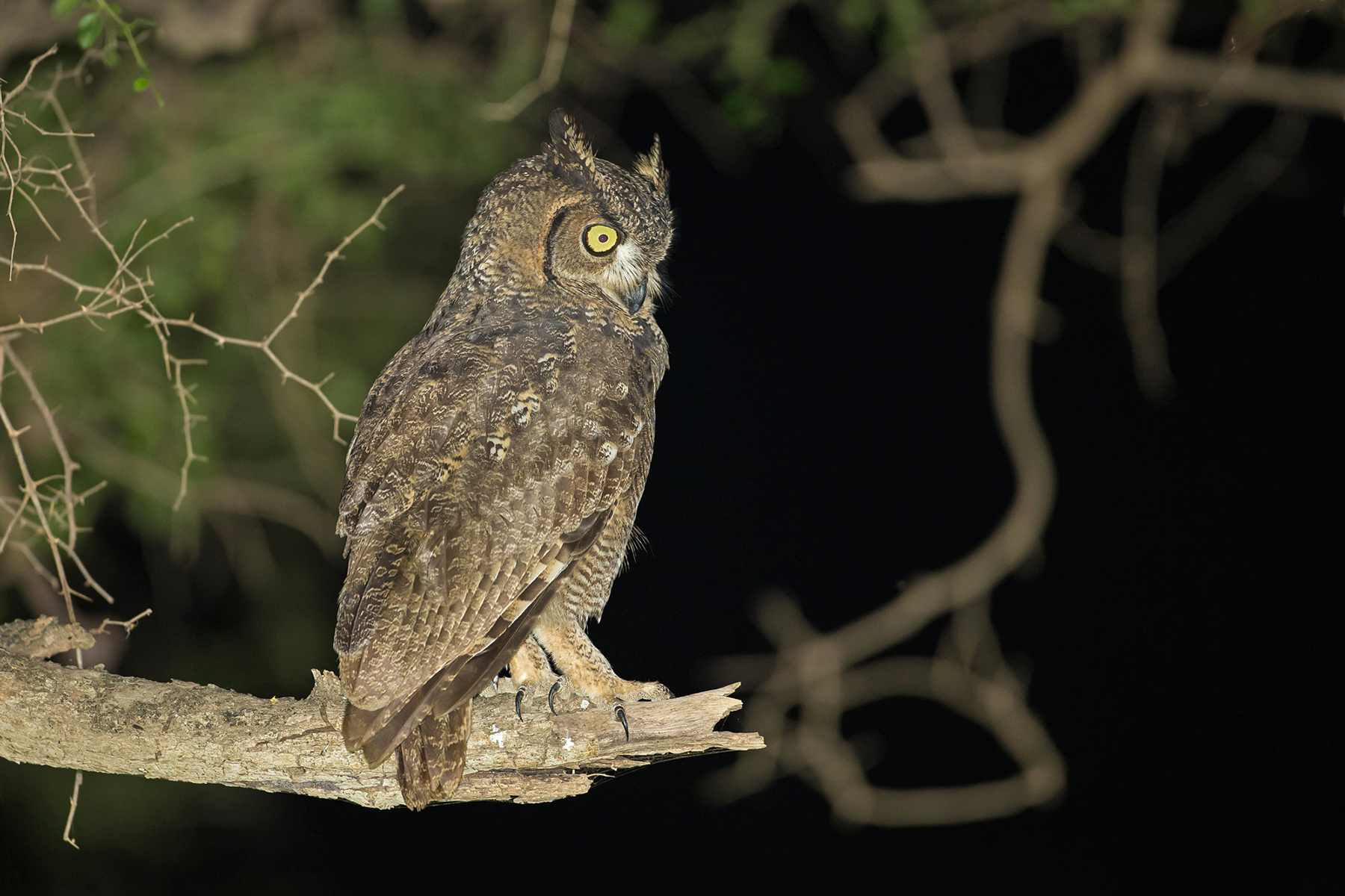 Oman Birding Tours Birdwatching Birds Of Oman Birdquest