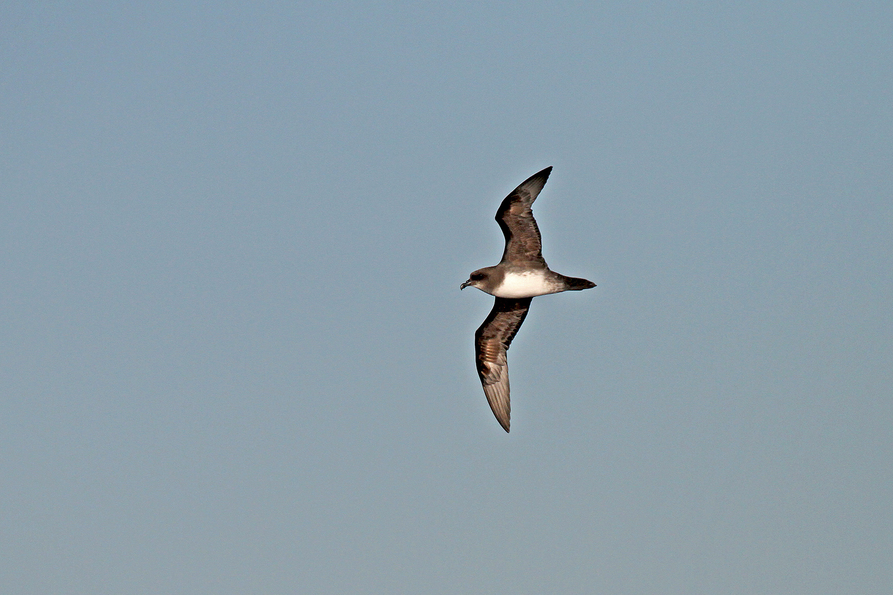 Atlantic Odyssey Birding Tours - Gough - Tristan - St Helena