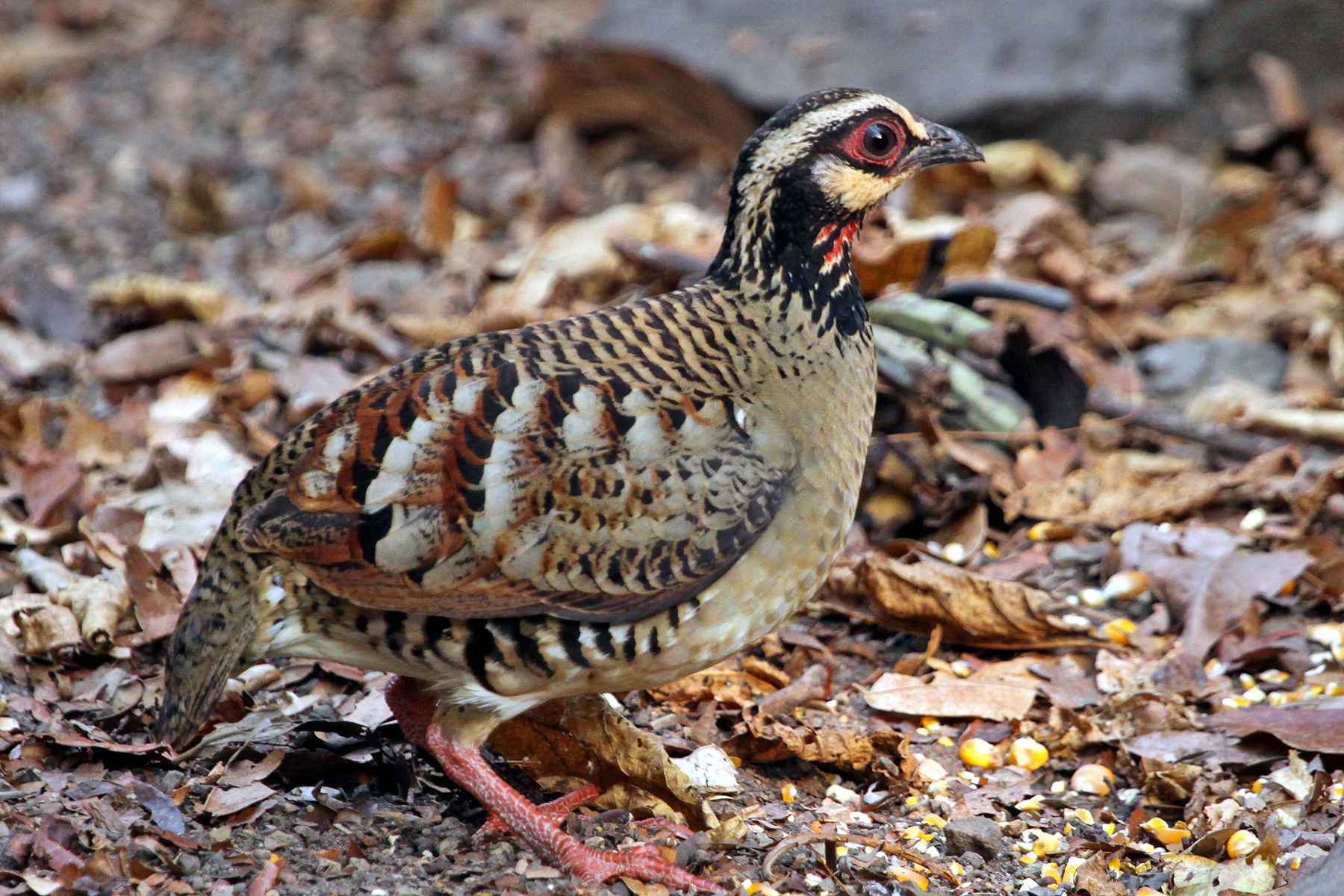 Thailand Birding Tours - Thailand Birdwatching Tours - Birdquest