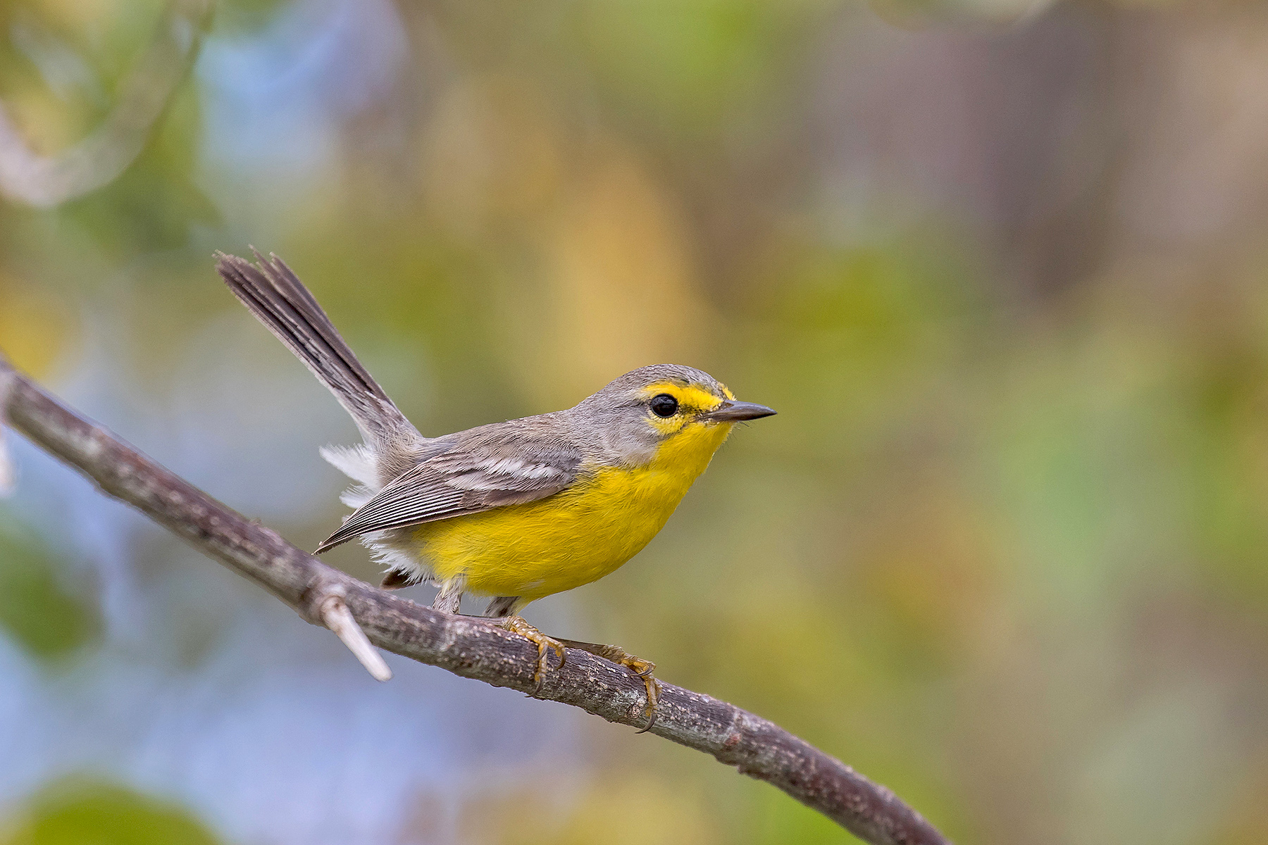 Lesser Antilles Birding Tours - Trinidad Birding Tours - Birdquest