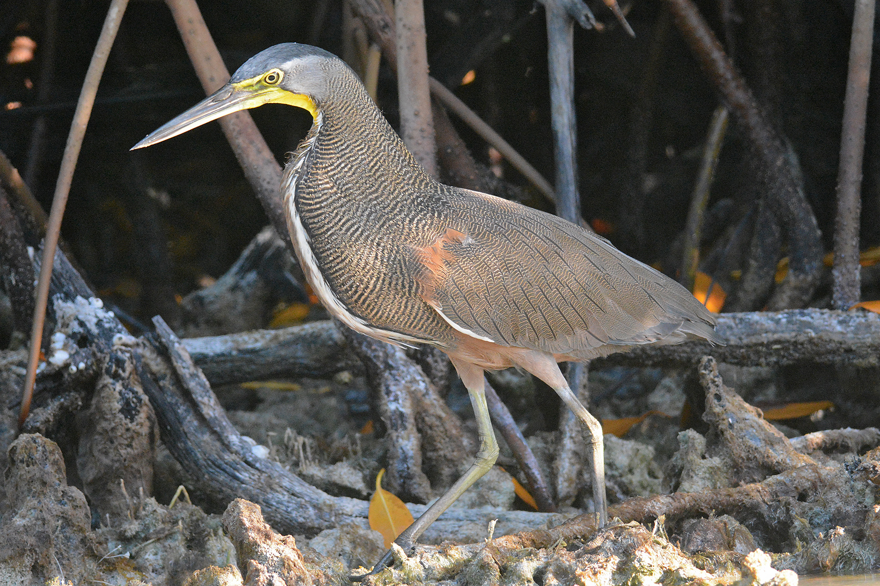 Southeast Mexico Birding Tours - Birdwatching - Yucatan - Birdquest