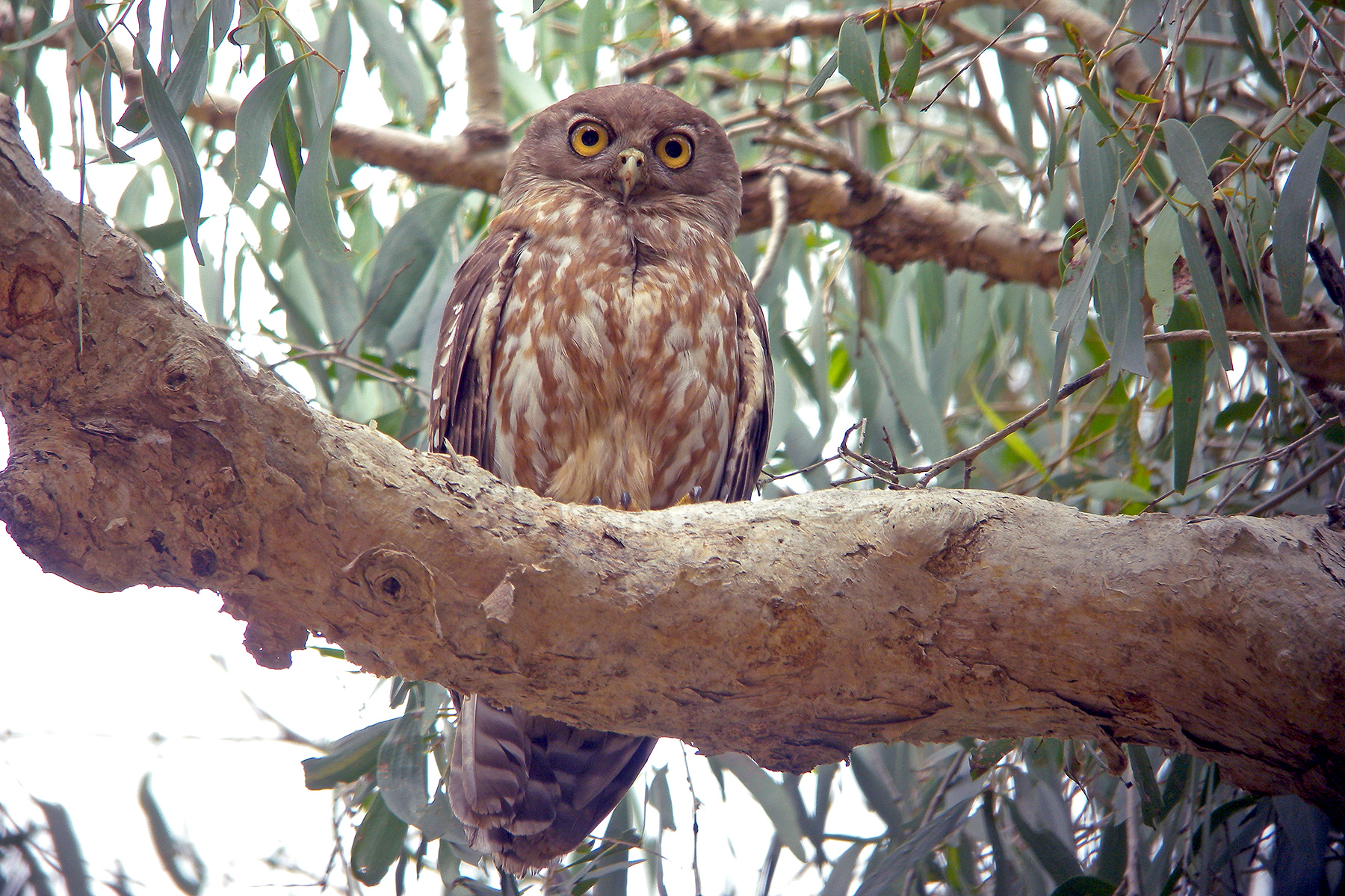 bird tours western australia