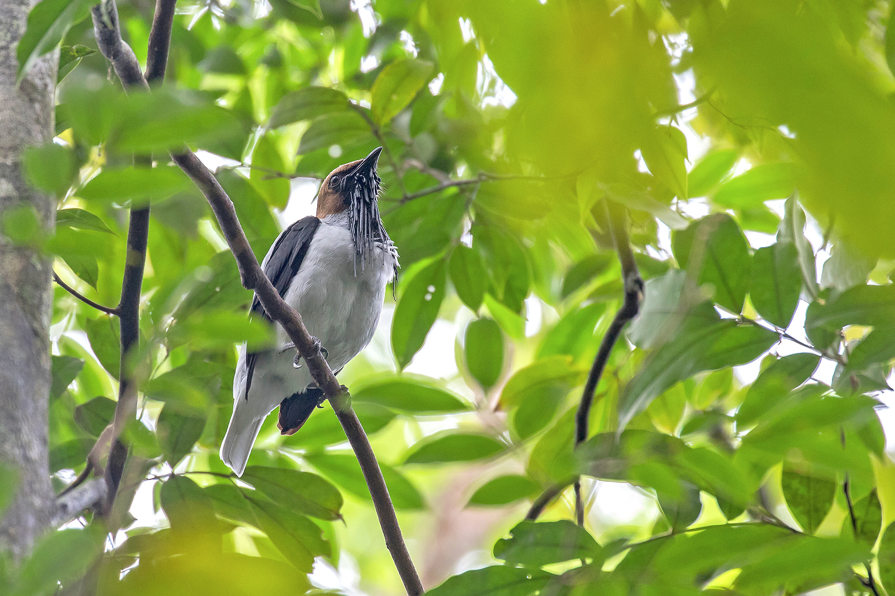 Lesser Antilles Birding Tours - Trinidad Birding Tours - Birdquest