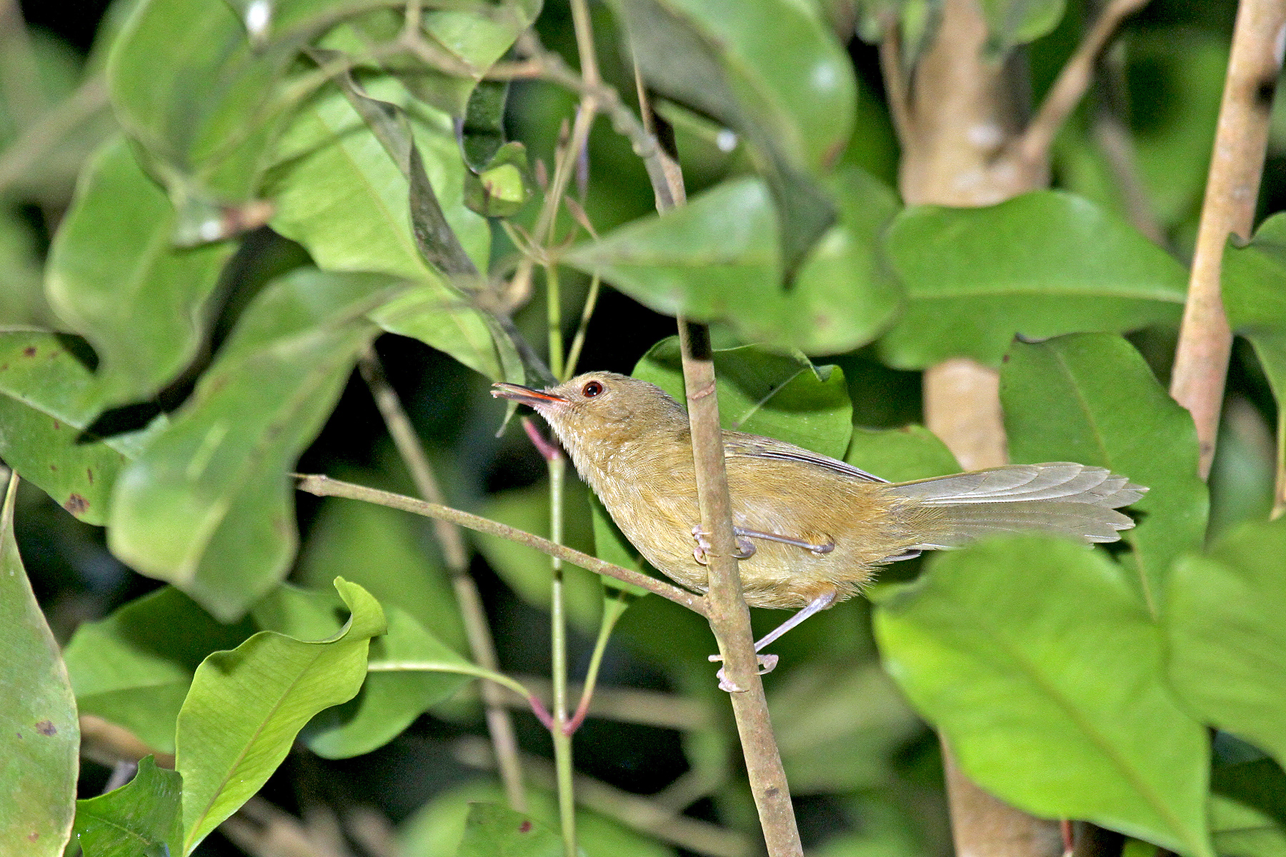 Comoro Islands Birding Tours - Birdwatching - Birdquest