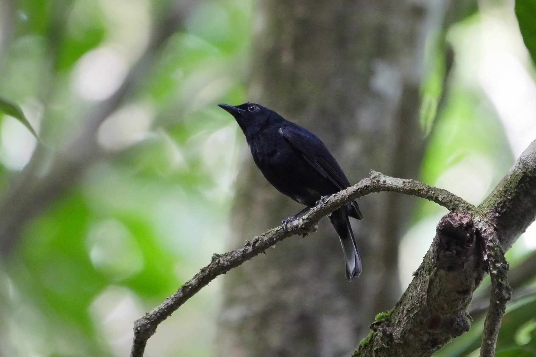 Papua New Guinea Birding Tours - Birdwatching Tours - Birdquest