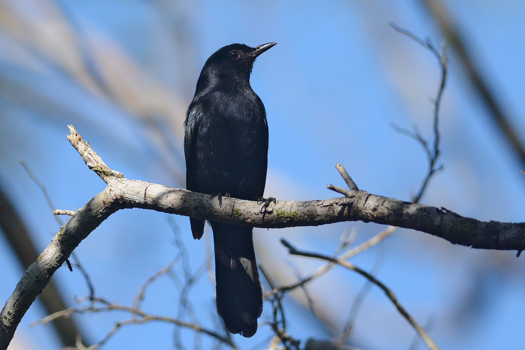 Southeast Mexico Birding Tours - Yucatan - Birdquest