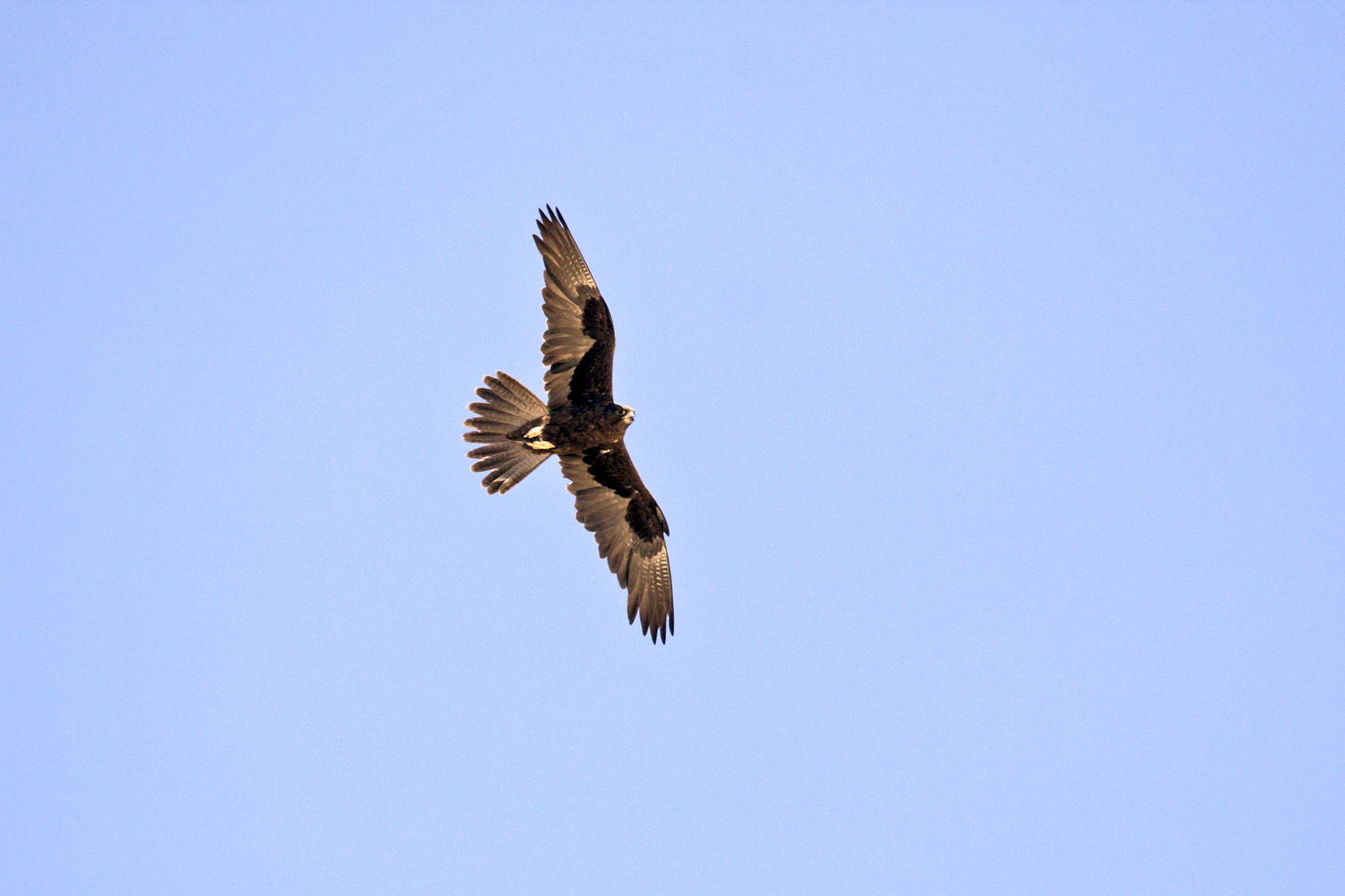 Southern Australia Birding Tours - Tasmania - Birdquest