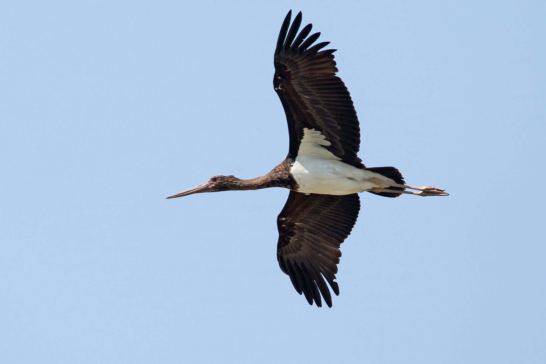 Israel Birding Tours - Israel Birdwatching Tours - Birdquest