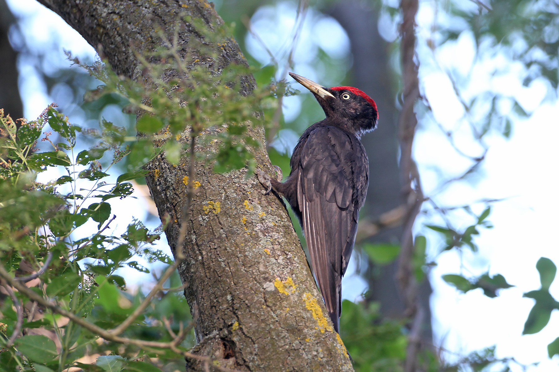 Black Woodpecker in Transylvania (image by János Oláh)