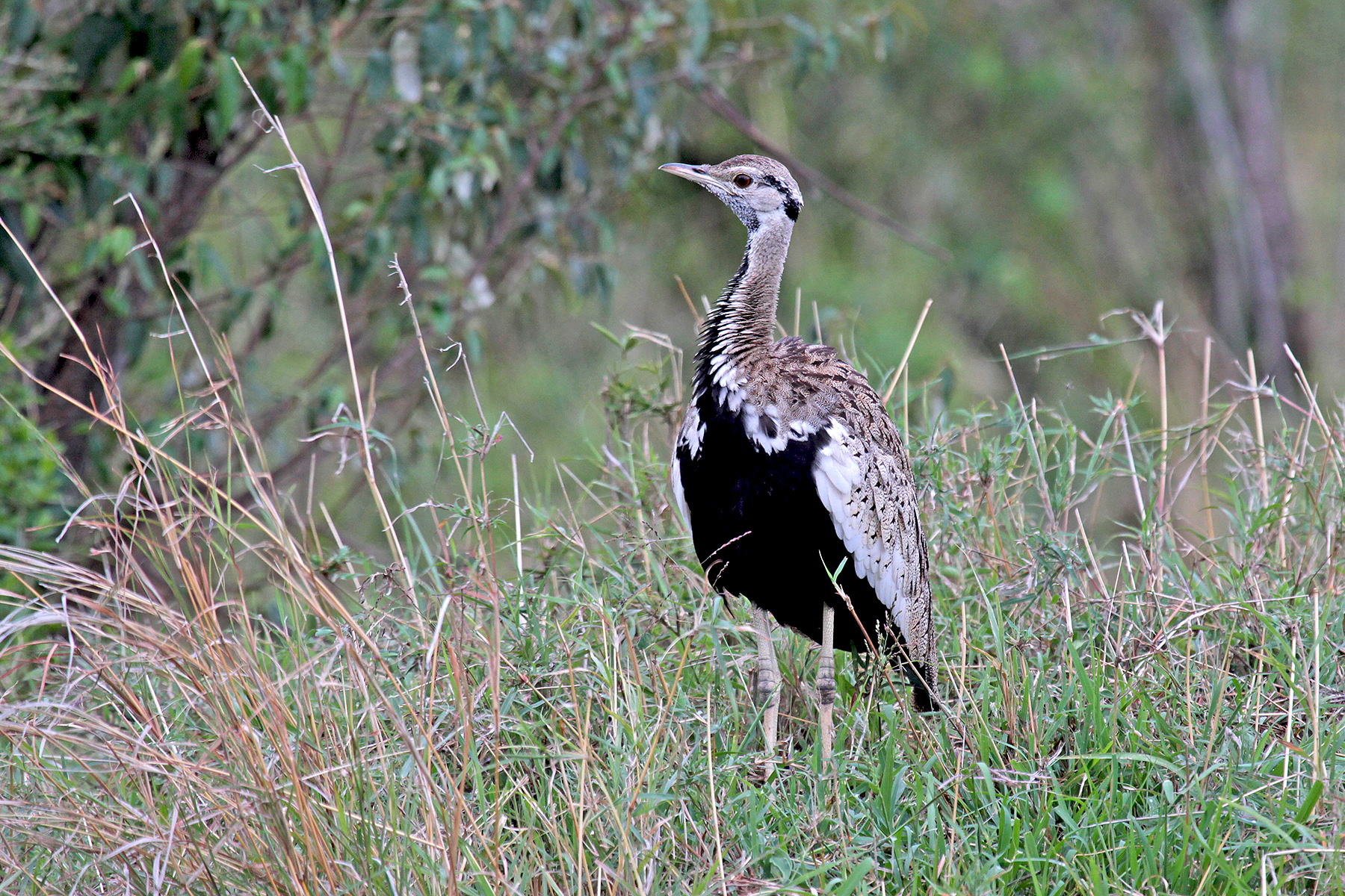 Kenya Birding Tours Kenya Birdwatching Tours Birdquest