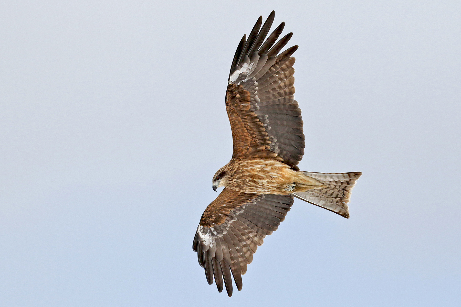 Japan Winter Birding Tours Japan Birdwatching Birdquest   Black Eared Kite 2 Japan Winter Pete Morris 