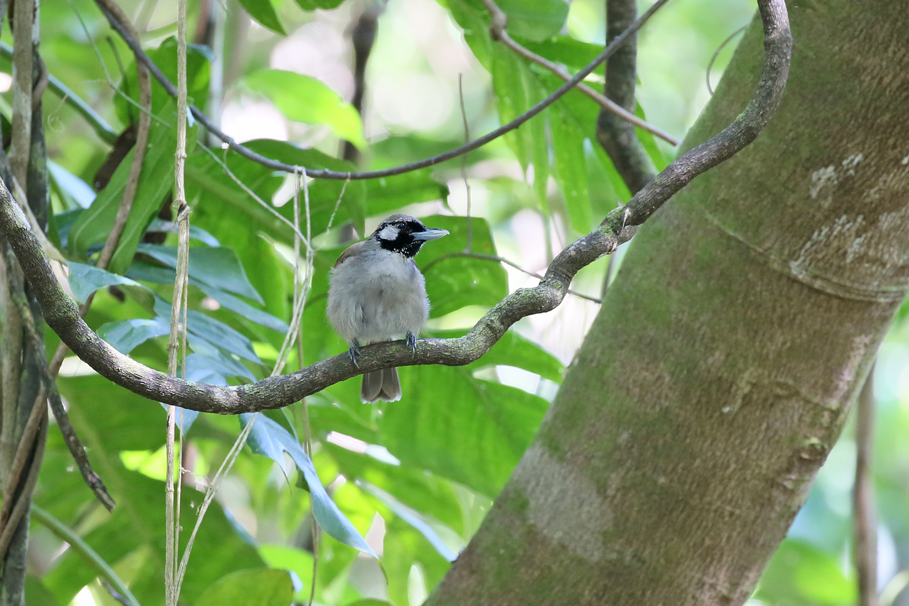 New Caledonia Birding Tours - Fiji - Vanuatu - Samoa - Birdquest