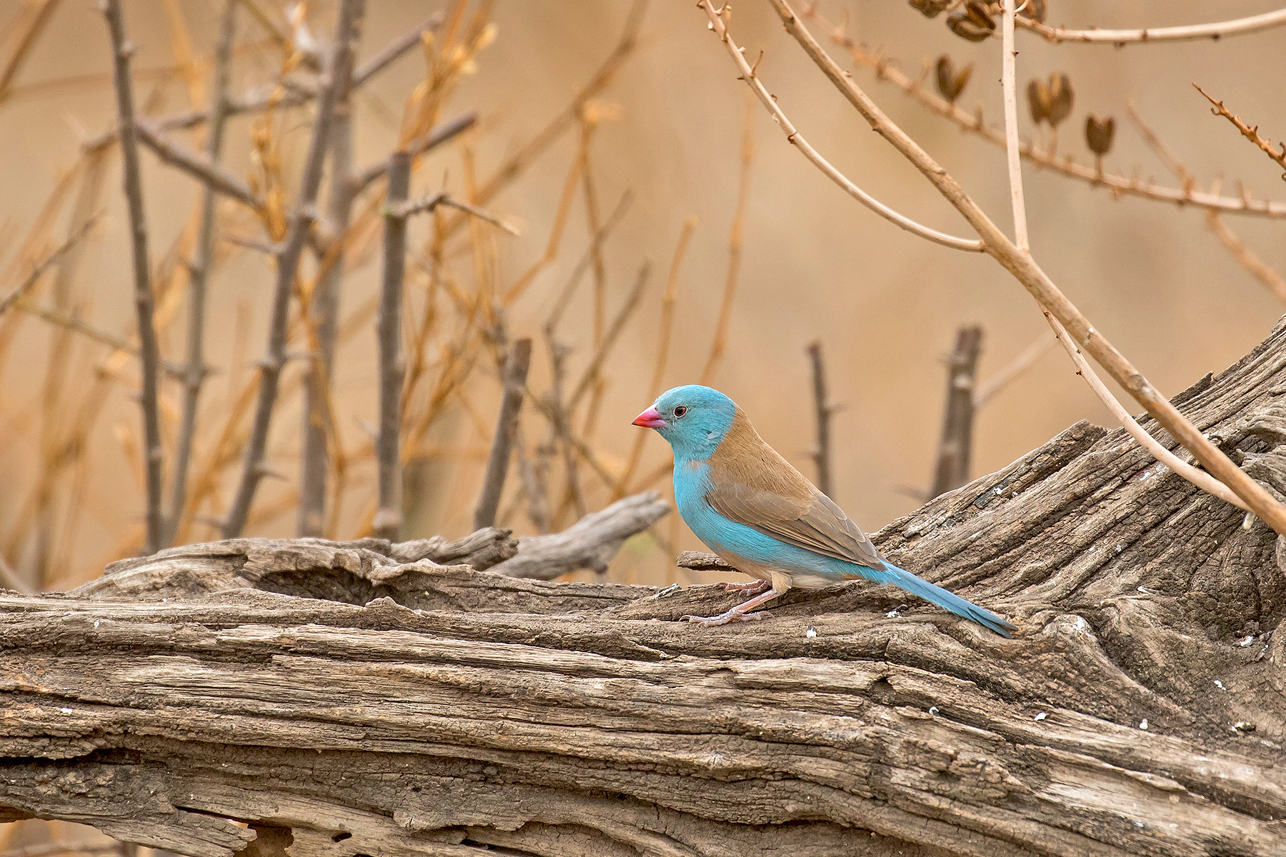 Tanzania Birding Tours - Tanzania Birdwatching Tours - Birdquest