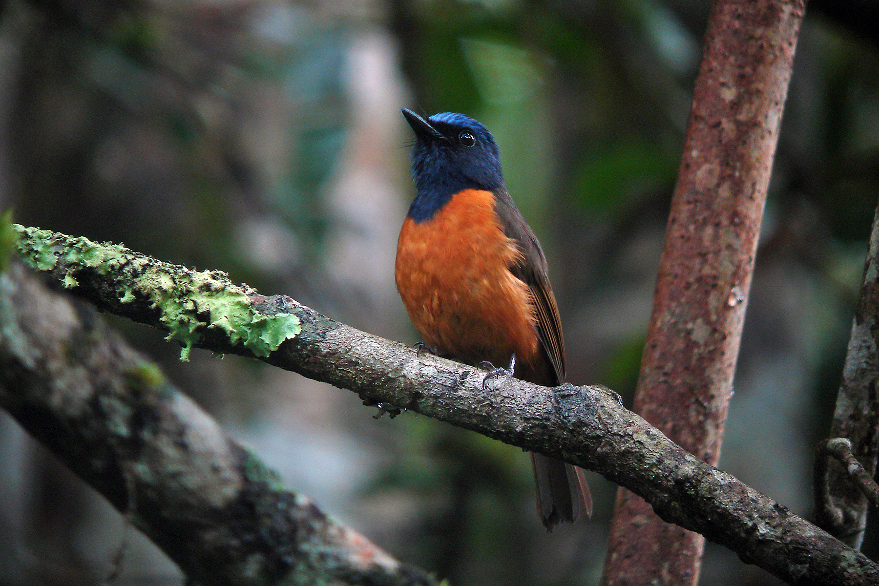 Best Of Sulawesi & Halmahera Birding Tours, Indonesia - Birdquest