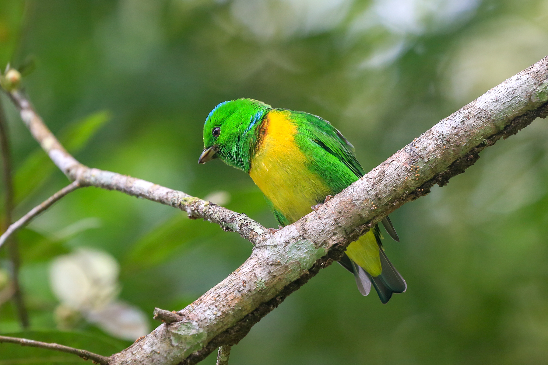 Honduras Birding Tours - Birdwatching - Birds of Honduras - Birdquest