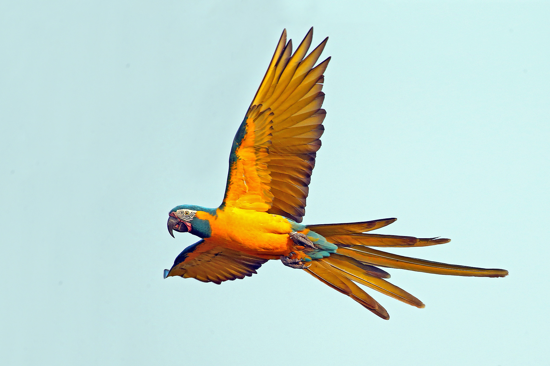 Bolivia Birding Tours - Bolivia Birdwatching Tours - Birdquest