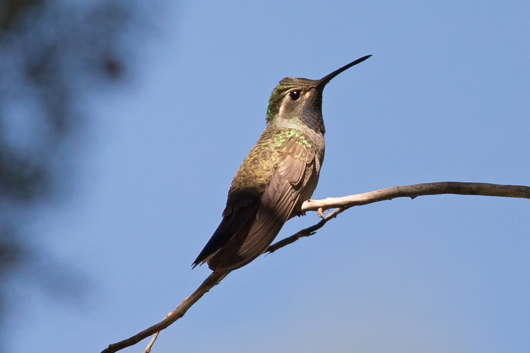 Texas Birding Tours - Texas Birdwatching Tours - Birdquest