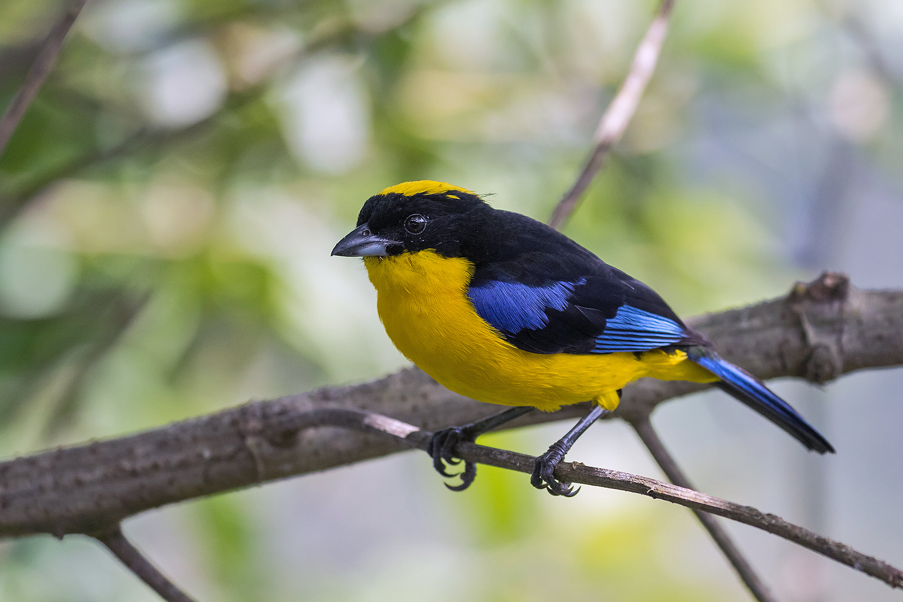 Blue-winged Mountain Tanager in Ecuador (image by Pete Morris)