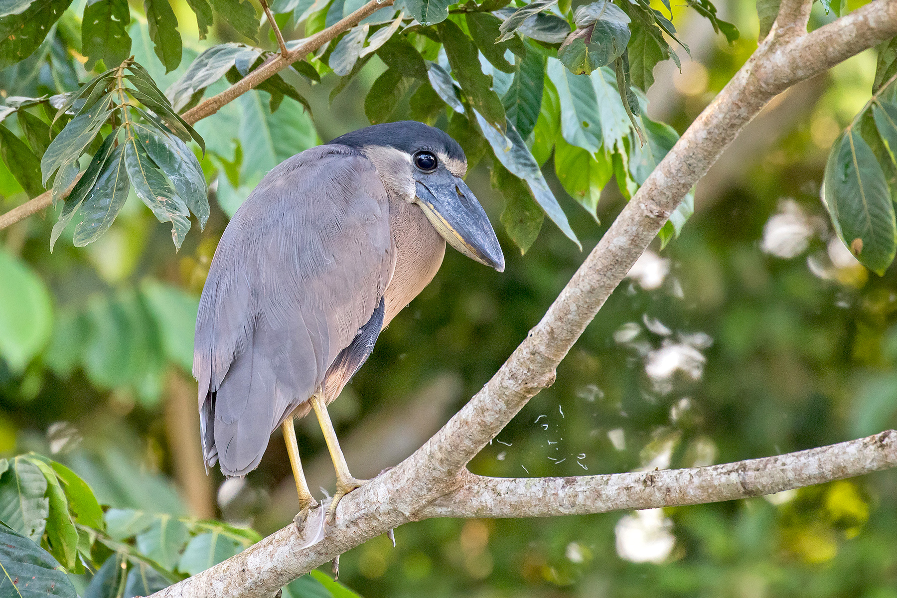 Costa Rica Birding Tours Birdwatching Holidays Birds Birdquest