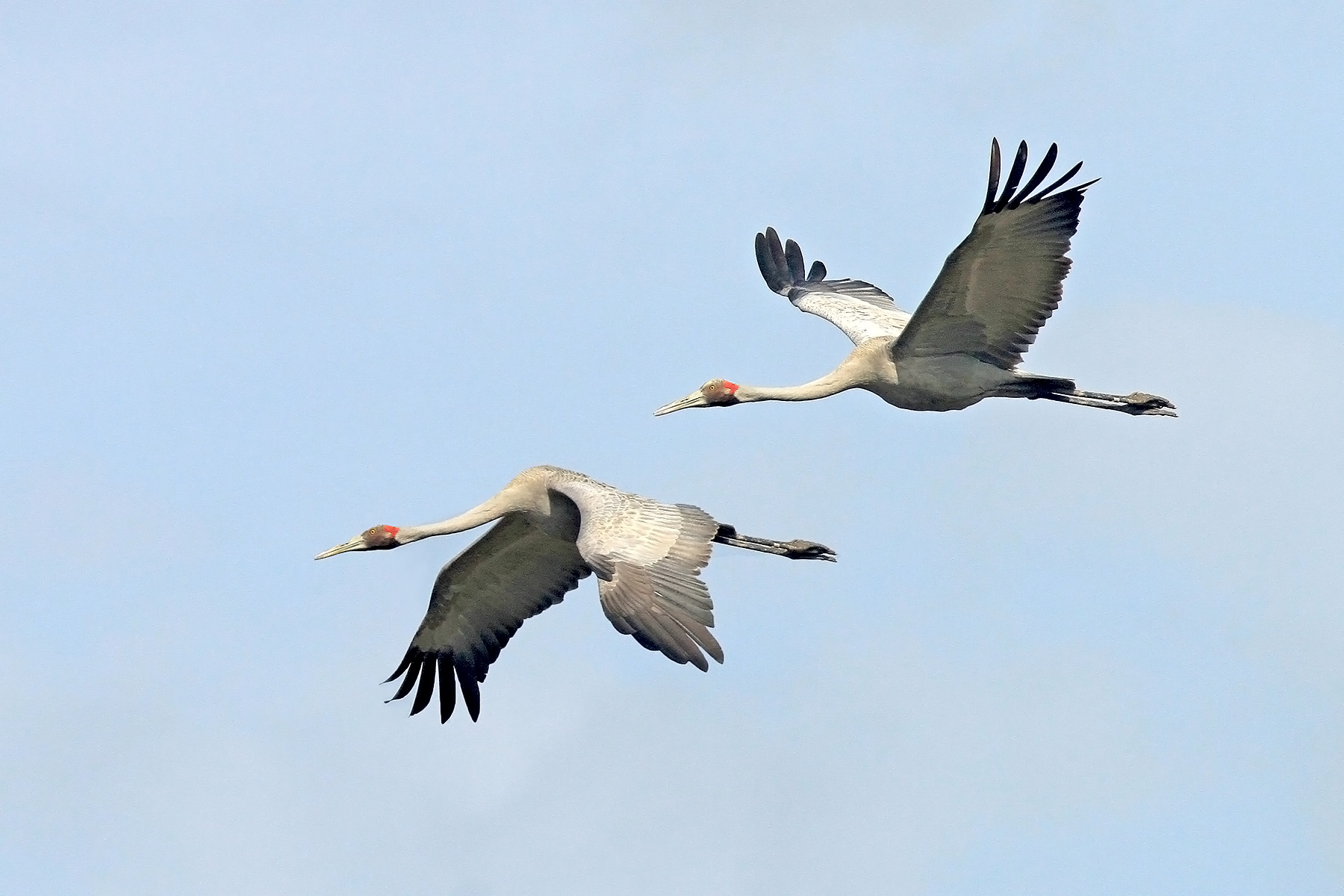 Eastern Australia Birding Tours - Lord Howe - Birdquest