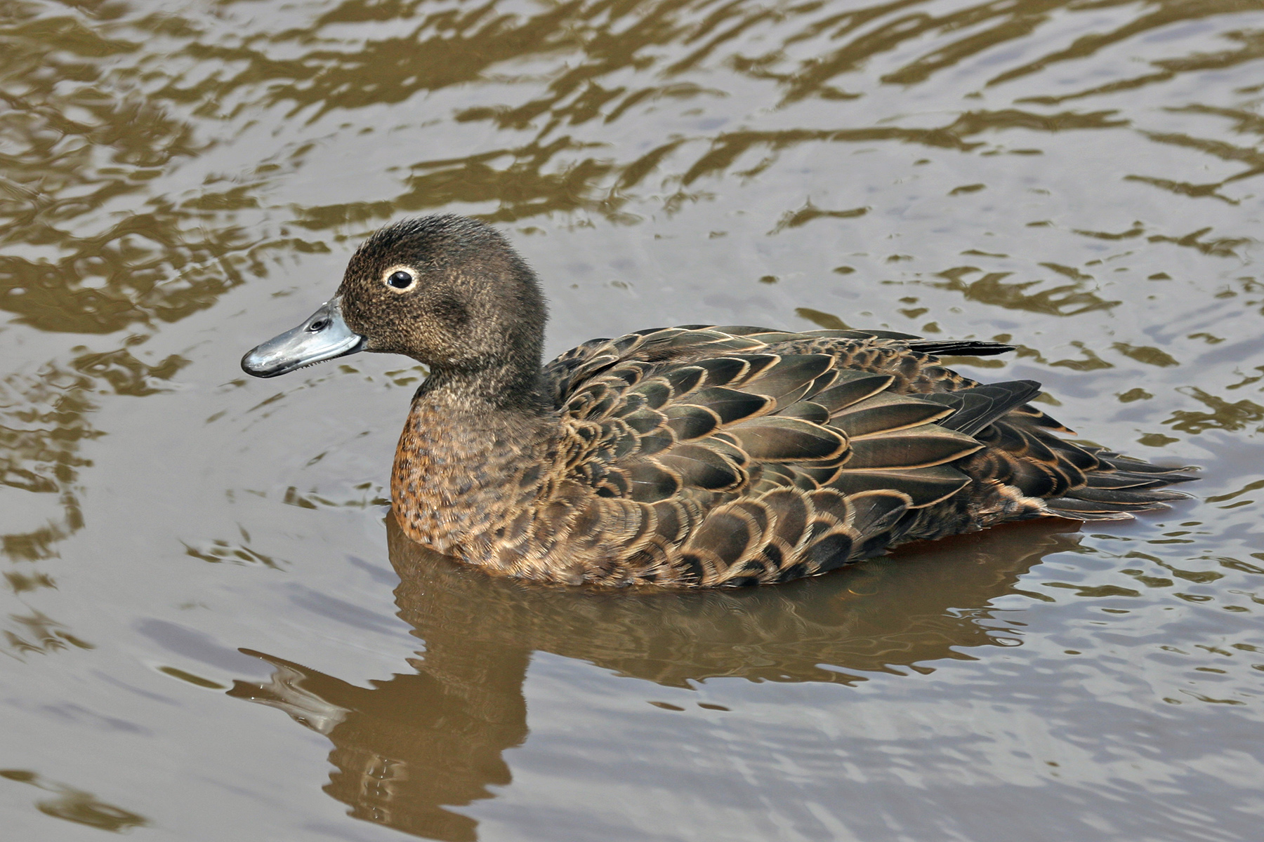 New Zealand Birding Tours - New Zealand Birdwatching - Birdquest