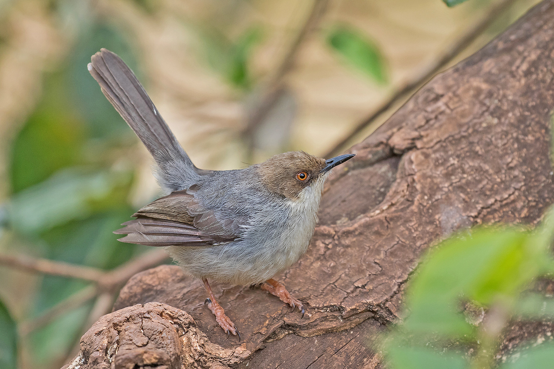 Tanzania Birding Tours - Tanzania Birdwatching Tours - Birdquest