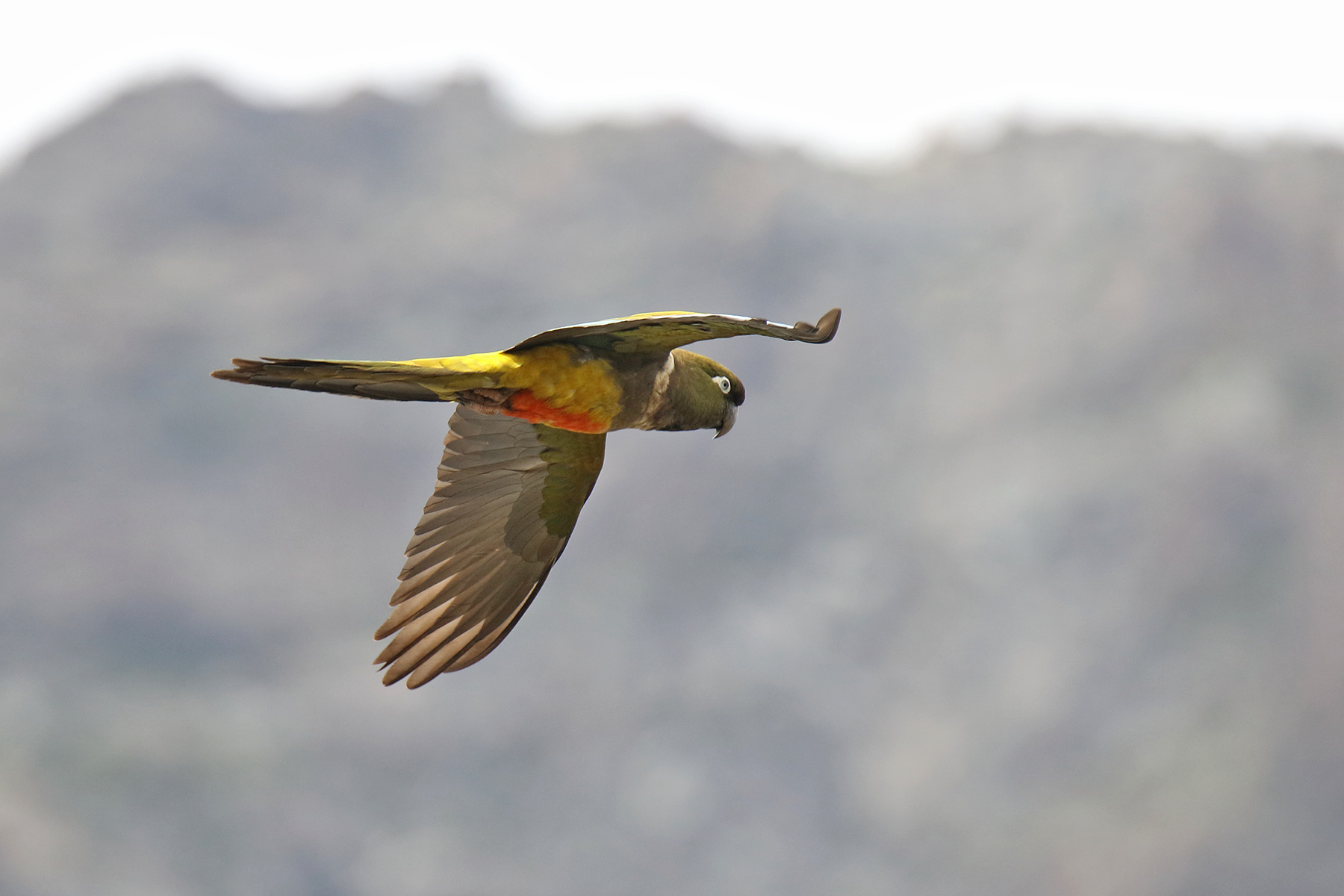 birding tours chile