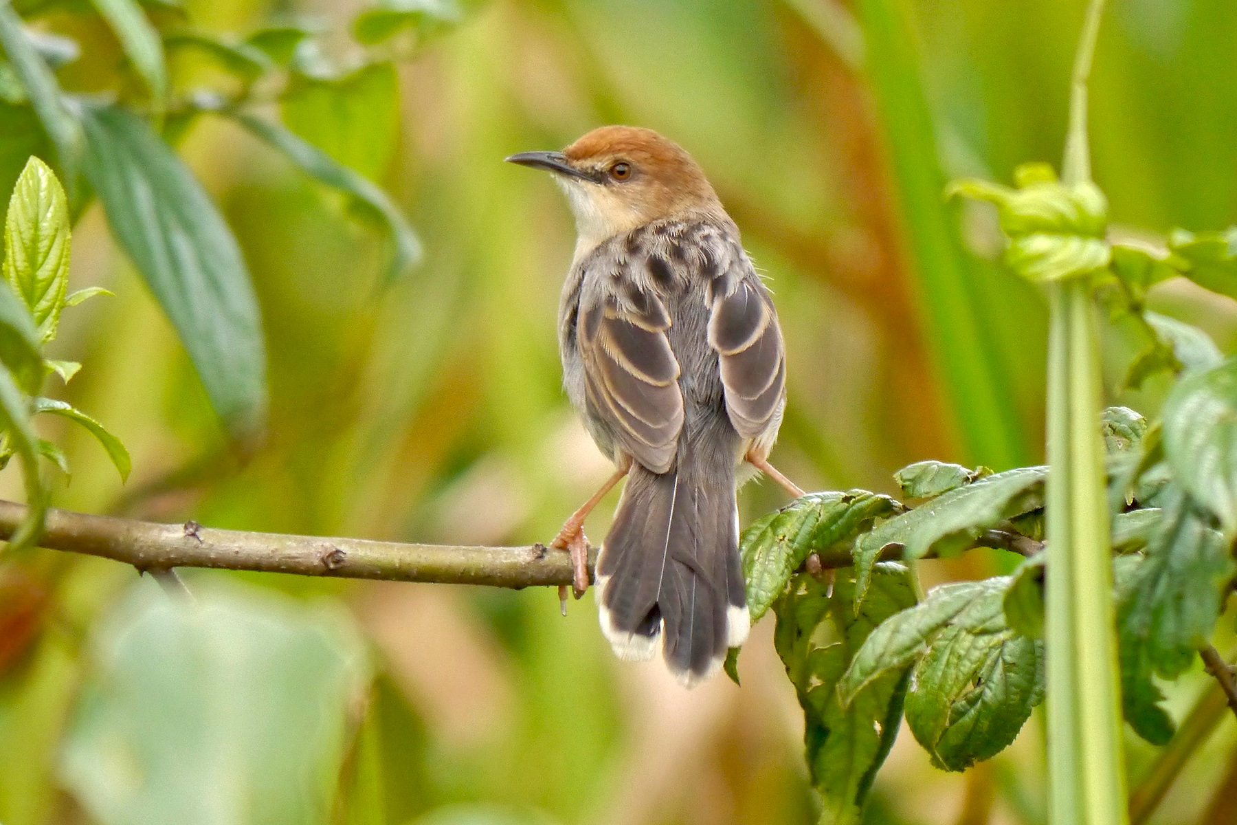 Uganda Birding Tours - Birdwatching - Birdquest