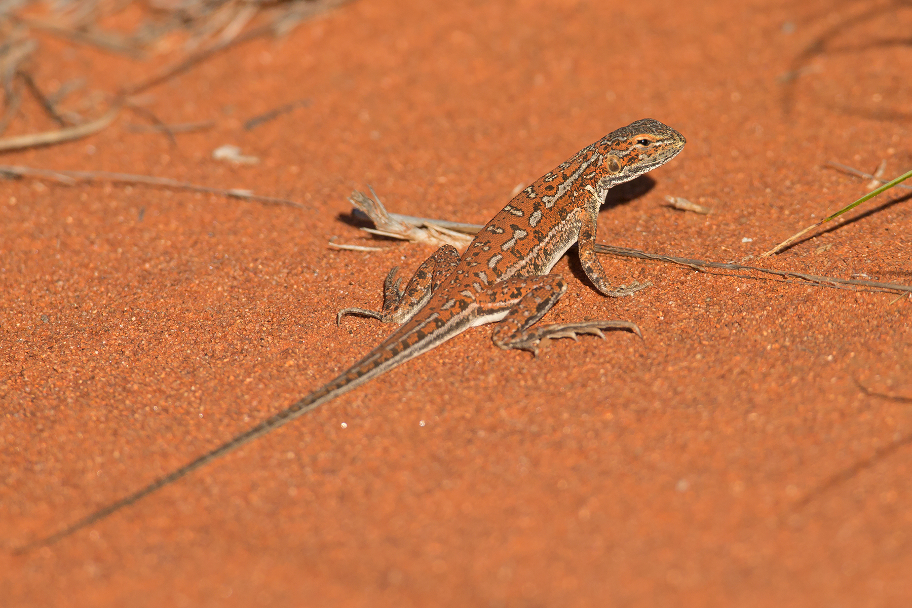 Northern Territory Birding Tours, Australia - Birdquest