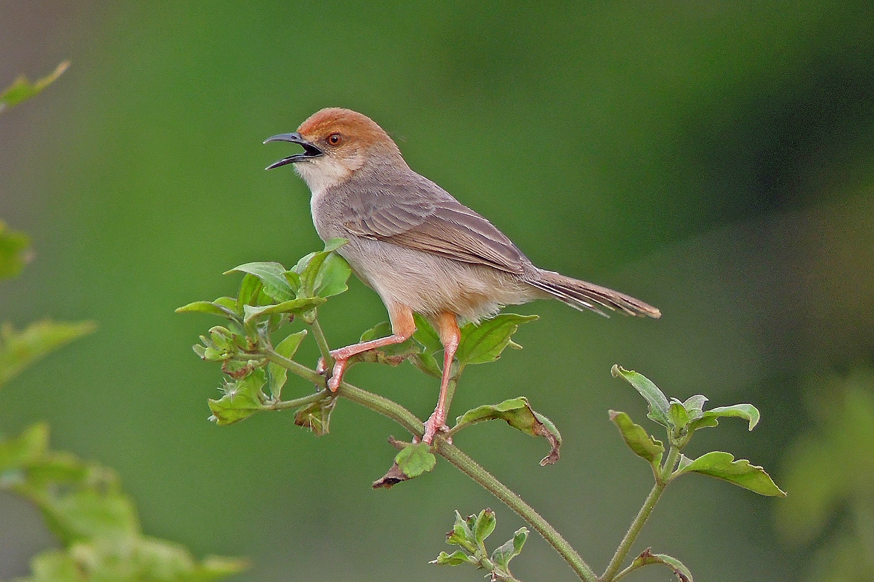 Cameroon Birding Tours - Birdwatching Tours - Birdquest