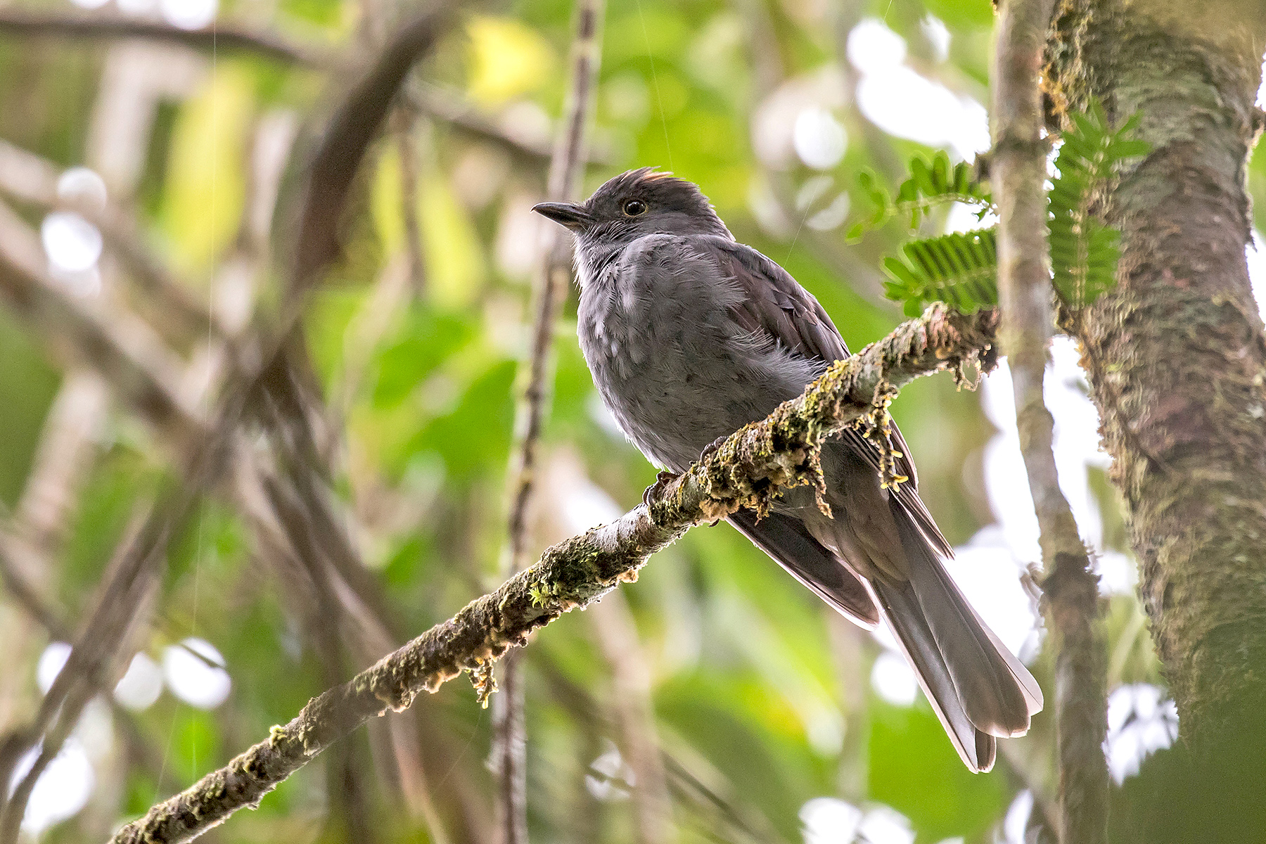 Colombia with a Difference Tours - Endemics - Birdquest