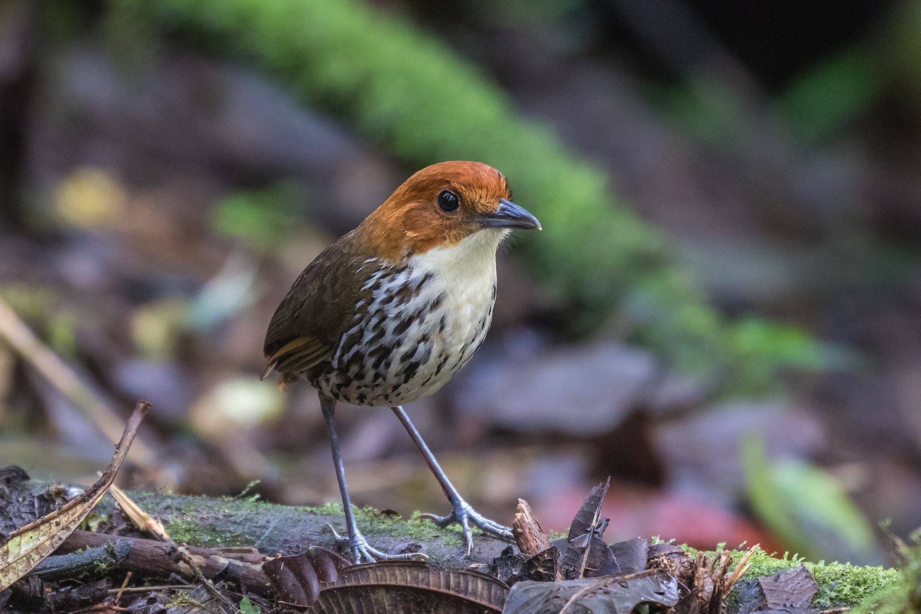 Chestnut-crowned Antpitta (image by Pete Morris)