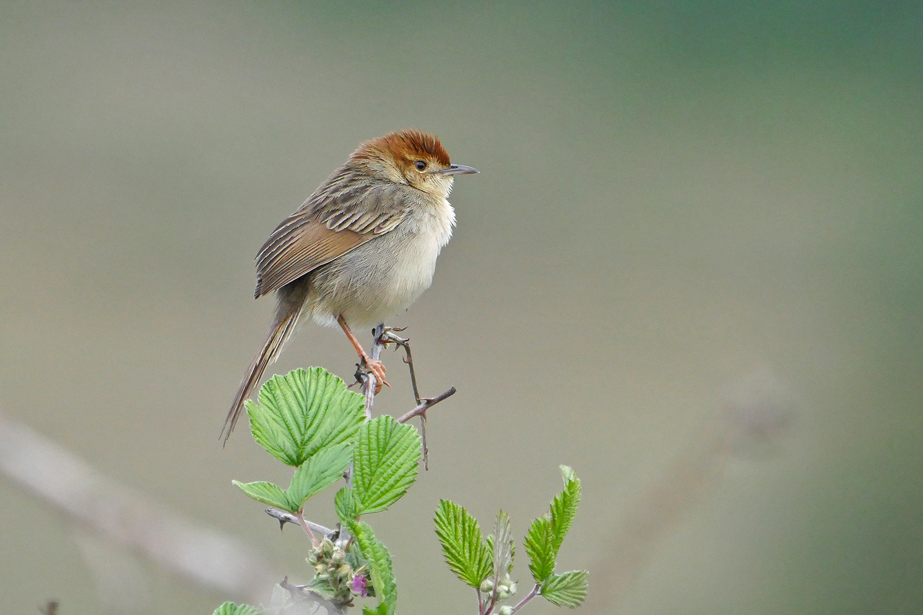 Malawi Birding Tours - Malawi Bird-watching Holidays - Birdquest