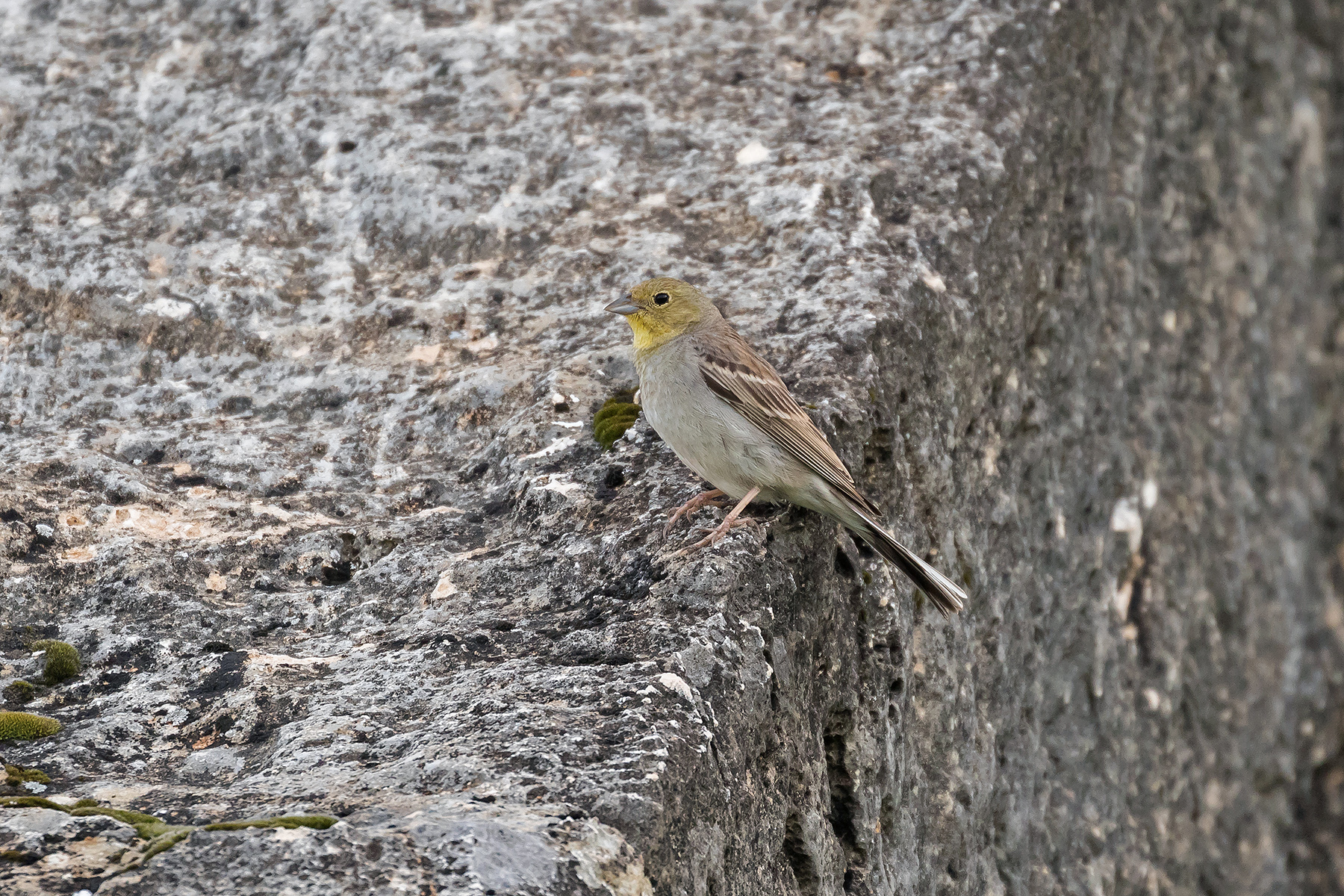 Turkey Birding Tours - Georgia - Cyprus - Birdwatching - Birdquest