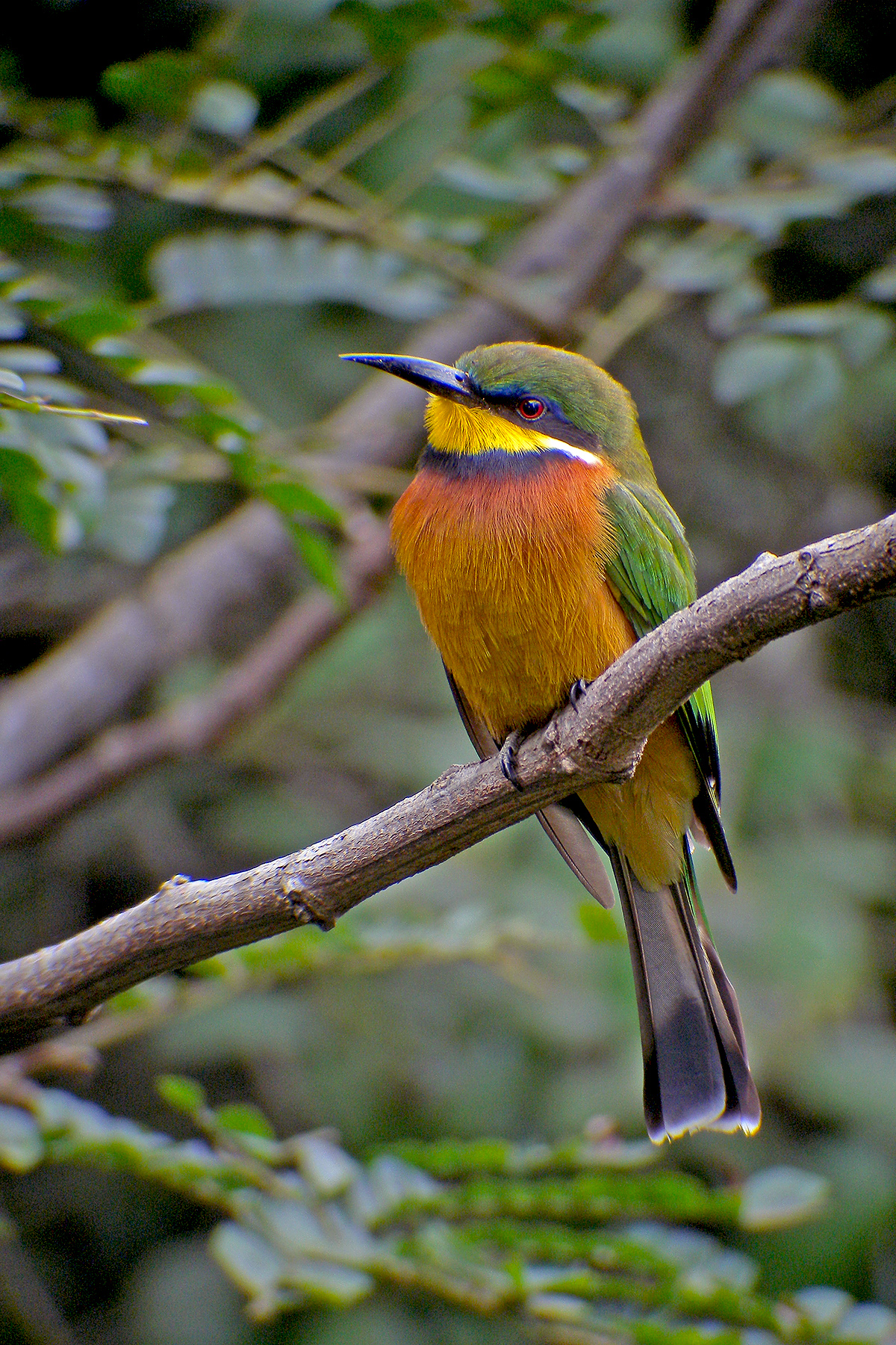 Kenya Birding Tours - Kenya Birdwatching Tours - Birdquest