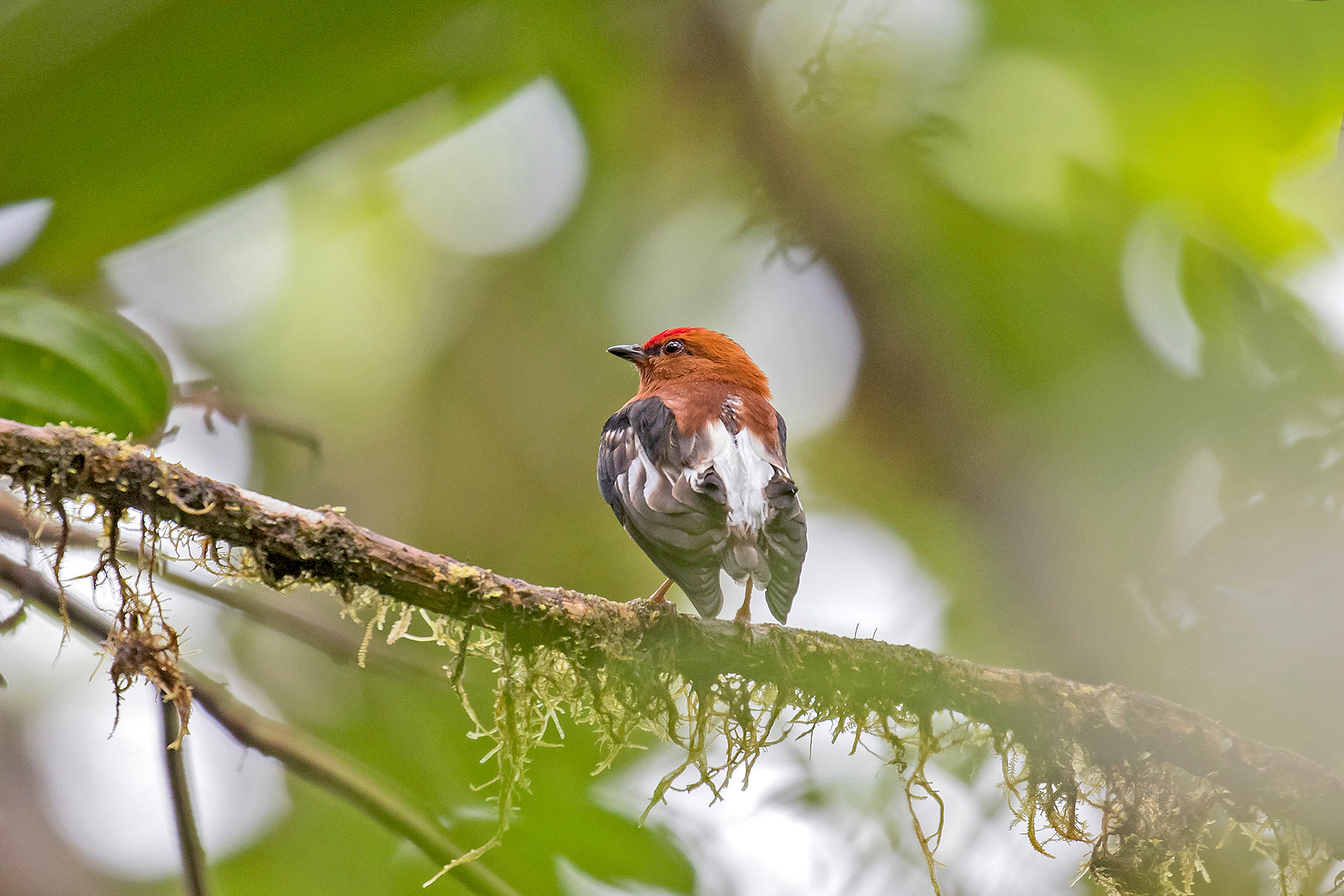 Colombia Birding Tours - Endemics & Specialities - Birdquest