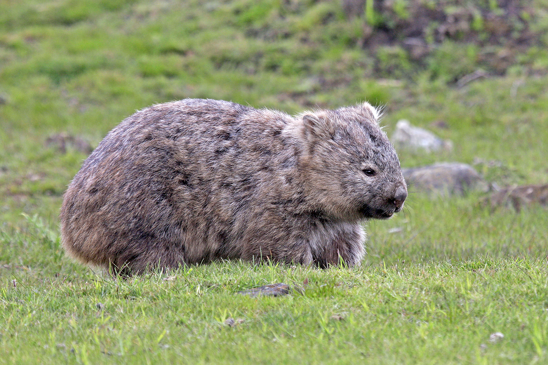 Southern Australia Birding Tours - Tasmania - Birdquest