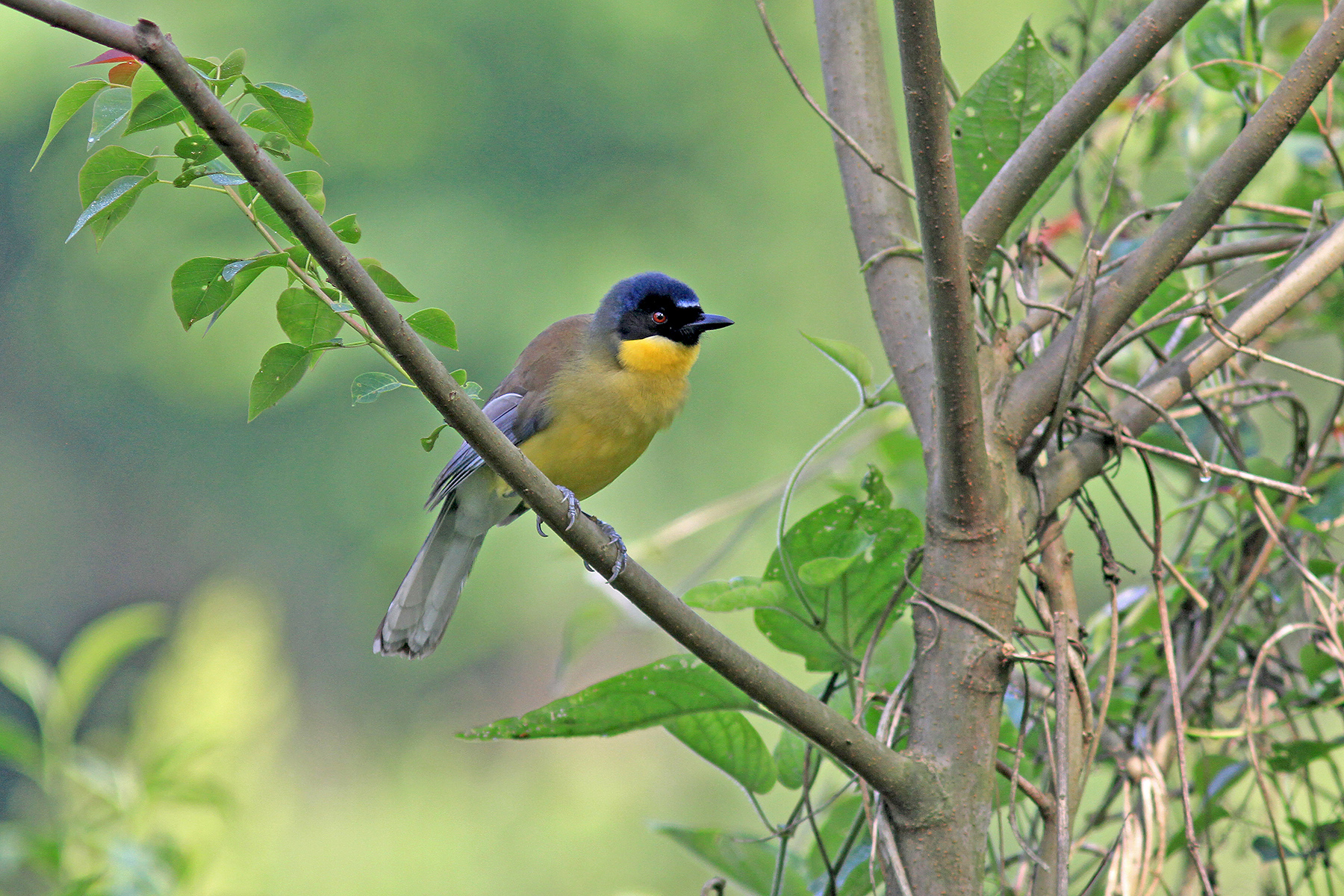 Eastern China Birding Tours - Birdwatching Tours - Birdquest