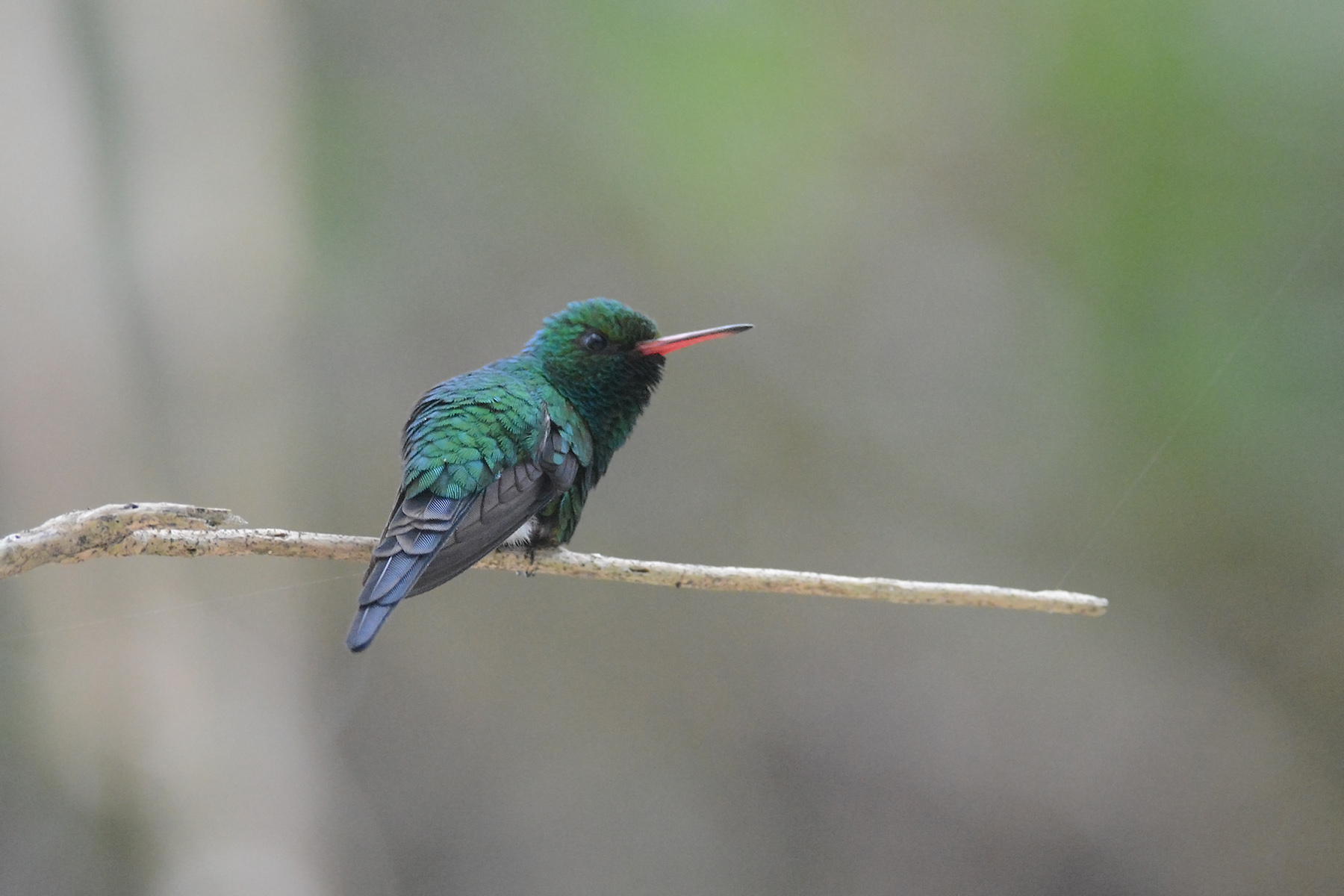 Southeast Mexico Birding Tours - Yucatan - Birdquest