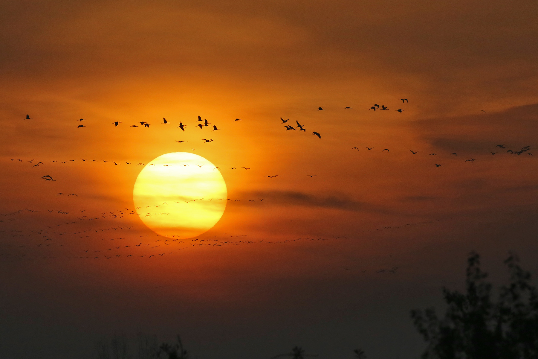 Common Cranes at sunrise over the Hortobágy (image by János Oláh)